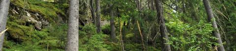 Kuva Korvenvuoren luonnonsuojelualueelta. Kuvassa puita ja jyrkkää kallioista maastoa..