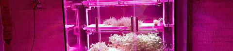 Neonpunainen vertikaaliviljelylaite, jossa on useita kasveja.