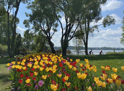 Tulppaanit kukkivat värikkäinä etualalla, taka-alalla isot puut lehdessä, pyöräilijöitä ja järvi häämöttää.