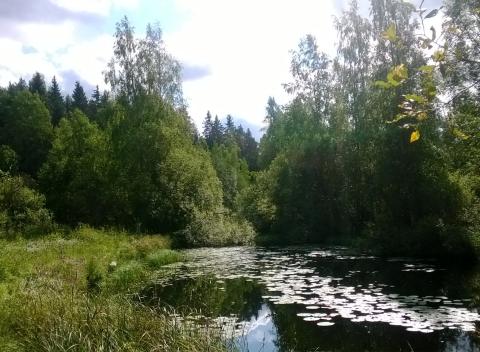 Kiimajoki elokuussa. Kuva: Veikko Montonen