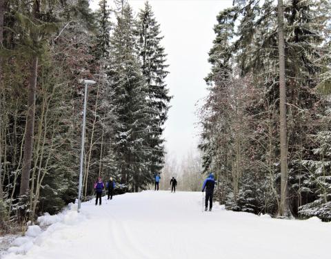 Skiers in the forest,