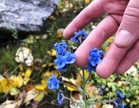 Ihmisen käsi koskee hellästi pieniä sinisiä kukkia.
