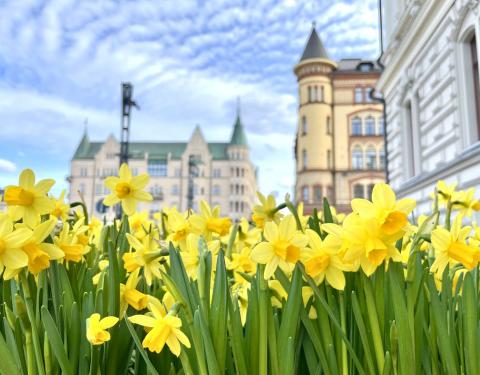 Narsisseja läheltä kuvattuna, taustalla Keskustorin jugend-rakennuksia ja Raatihuoneen kulma oikealla.