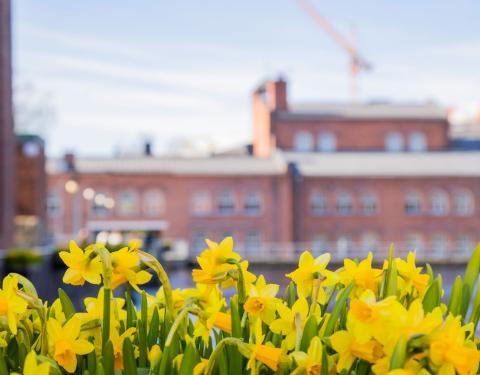 Daffodils in a hanging basket on the banks of the Tammerkoski River near Patosilta.