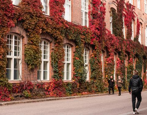 Henkilöitä kävelee kadulla Finlaysonin alueella, jossa talon tiiliseinää peittävä syysväreissä oleva köynnös.