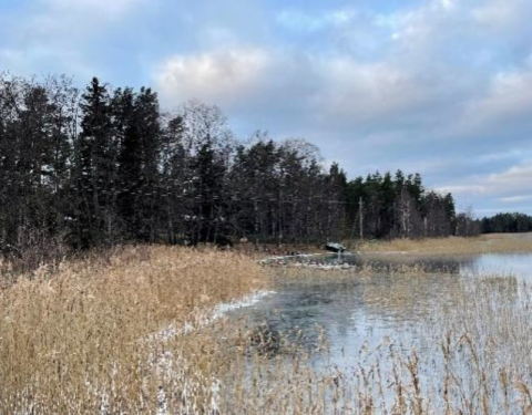 Kaislikkoista rantaviivaa. Taustalla metsää.