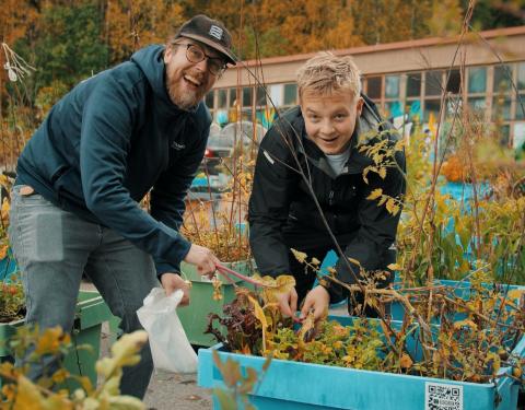 Kaksi ihmistä keräämässä satoa viljelylaatikosta Kalevan hallin edustalla.  