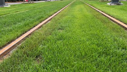 Ratikkakiskojen vieressä kasvaa vihreää nurmikkoa.