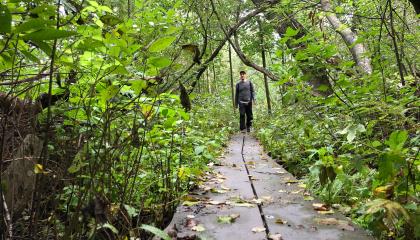 Henkilö kävelee pitkospuista vehreässä metsässä.