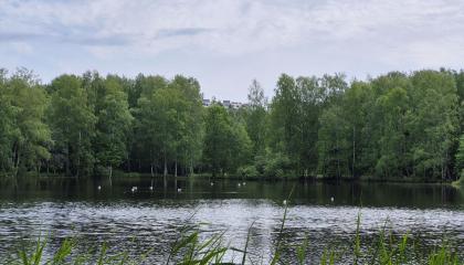 Isolammin taustalla metsää ja kerrostaloja.