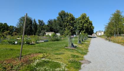 K. J. Gauffinin puiston käytävä ja viljelypalsta-alue.