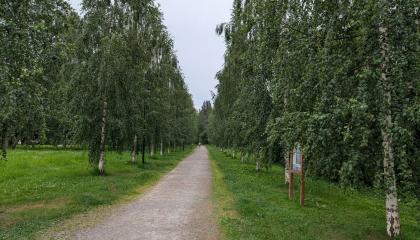 Koivukuja Kaukaniemen puistossa.