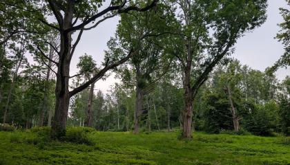 Vanhoja puita Kaukaniemessä.