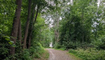 Polku rantaan vanhan metsikön läpi Kaukaniemessä.