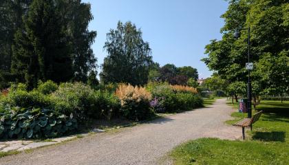 Istutusalue Kiovanpuistossa.