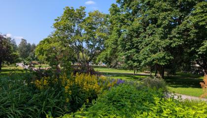 Istutusalue Kiovanpuistossa.