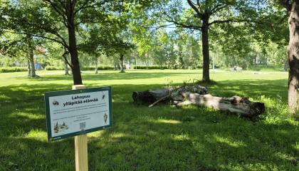 Lahopuu ja siitä kertova kyltti Lampipuistossa.