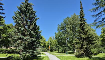 Puistokäytävä korkeiden puiden välissä.