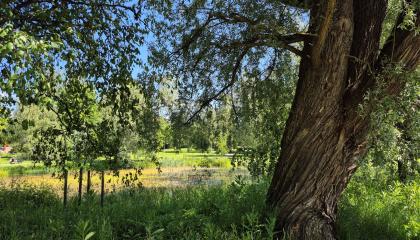 Kasvillisuutta ja vanhaa puustoa Lampipuistossa.