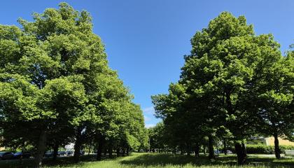 Viinikanpuiston puurivit ja niiden välissä nurmialue.