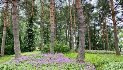 Arboretumin istutuksia ja havupuita..
