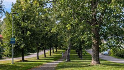Härmälänpuiston itäosan puukujat.