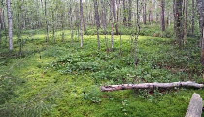 Tohlopinsuon suota ja lahopuita.