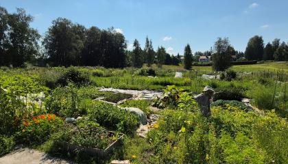 Varsanpuiston viljelypalstat.