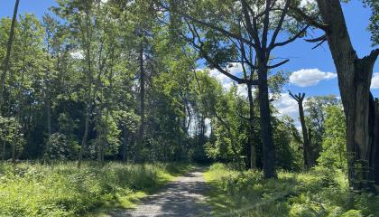 Puistokäytävä Kaukaniemessä.