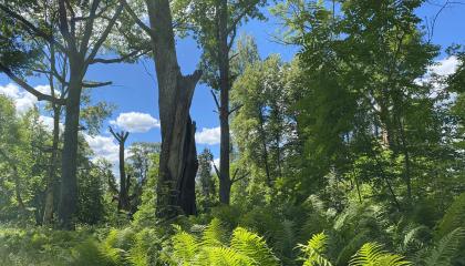 Vanhaa puustoa Kaukaniemessä.