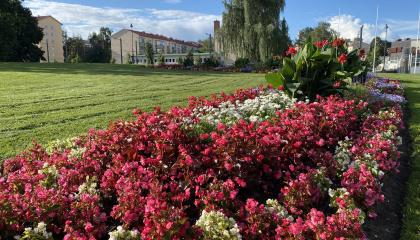 Kukkapenkki Liisanpuistossa.