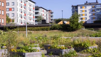 Sahanvainionpuiston istutuksia, taustalla kerrostaloja.