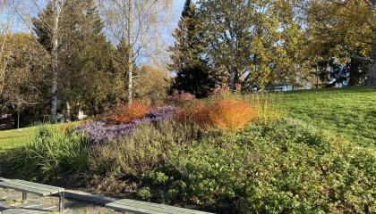 Penkkejä ja istutuksia Saukonpuistossa syksyn aikaan.