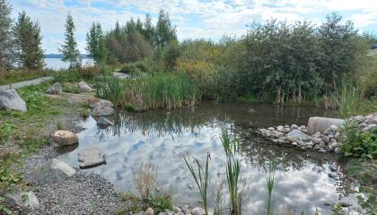Pieni matala lampi vehreän kasvillisuuden keskellä.