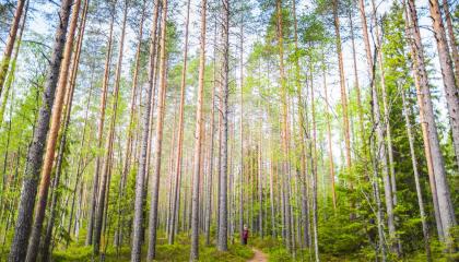 Ihminen kävelee metsäpolkua mäntymetsässä