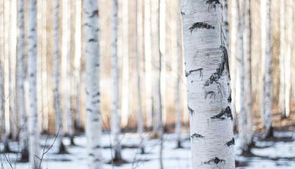 Koivunrunkoja metsässä. Puiden lomassa näkyy maassa lunta. 