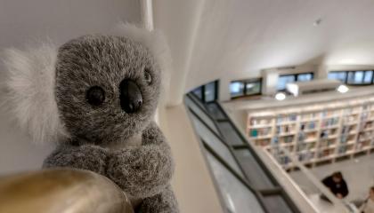 Pehmopresidentti Kati Koala pääkirjasto Metson parvekkeen kaiteella. Taustalla näkyy kirjasali. 