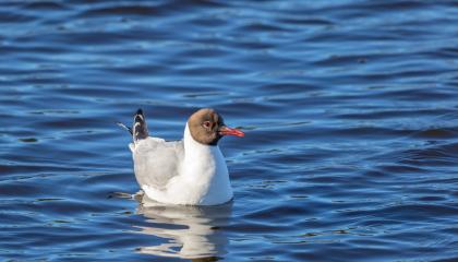 Vedessä ui valkoinen lintu, jolla on harmaa selkä, musta pää ja oranssi nokka.