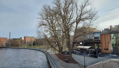 Koskipuiston kaksi vanhaa poppelia Tammerkosken rannassa ravintola Puiston vieressä.