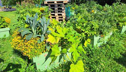 Puutarha. Etualalla laatikoita, joissa kasveja, taustalla kuormalavoja pinossa.