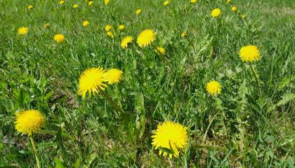 Kukkivia voikukkia nurmikolla.