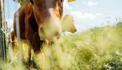 Ruskea nauta laitumella.