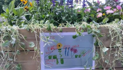 Monenvärisiä ja -laisia kukkia sisältävä istutuslaatikko, jonka reunaan on kiinnitetty lapsen piirtämä istutussuunnitelma.