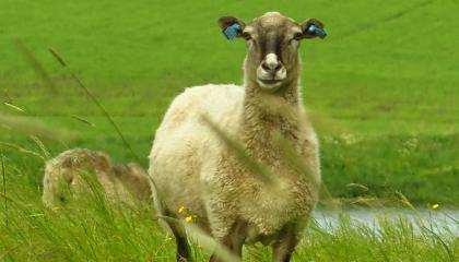 Lammas seisoo heinikossa.