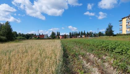 Kaura- ja perunakasvustoa Vihiojanpuiston maisemapellolla.