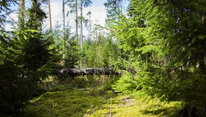 Metsäinen maisema auringonpaisteessa.