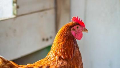 Punaruskea kana kanalassa.