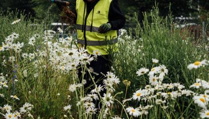 Talkoilija hoitaa päiväkakkaraniittyä.