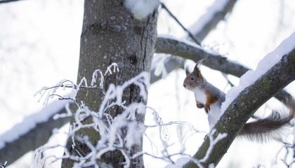 Orava puussa, jossa om lunta oksilla.