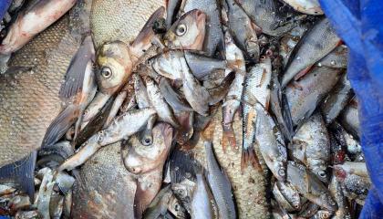 Pyydystettyjä eri kokoisia kaloja. 